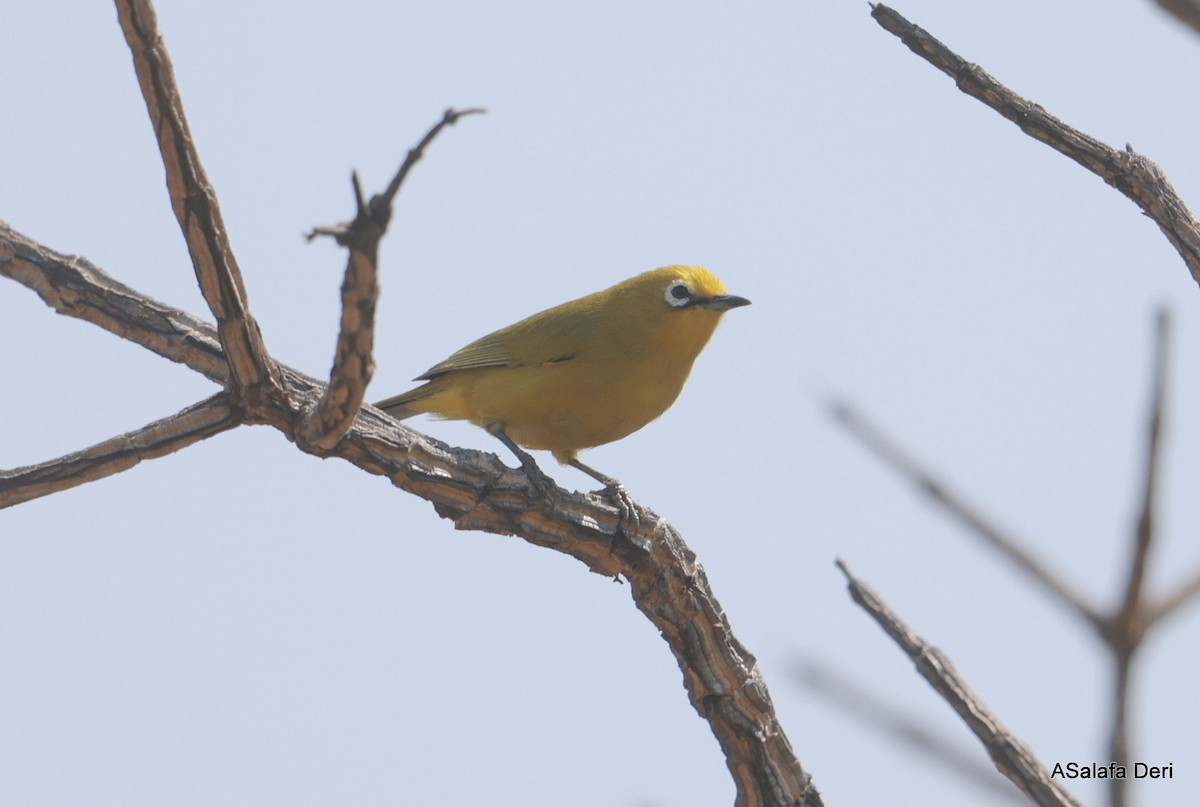 Southern Yellow White-eye - ML644365626