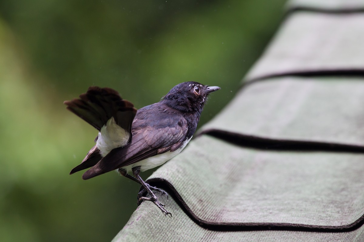Willie-wagtail - ML644365630