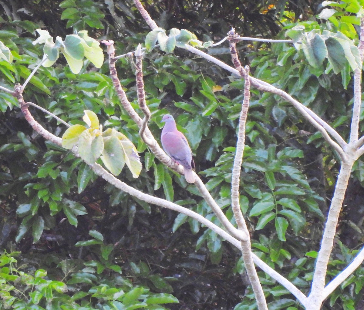 Pale-vented Pigeon - ML644365633