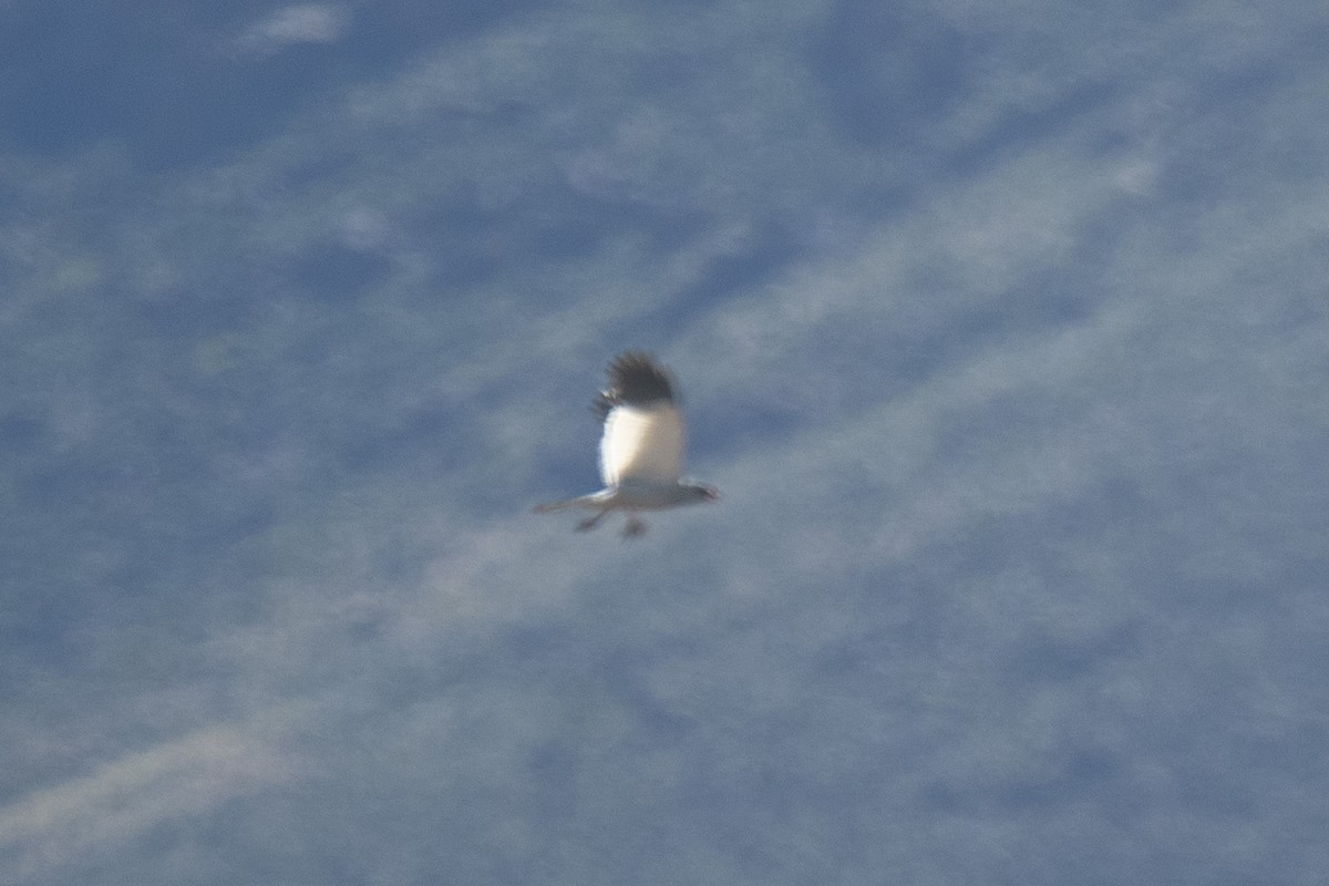 コシジロウタオオタカ - ML644365640