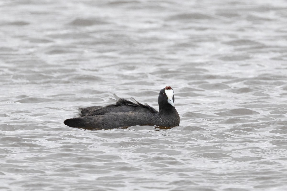 Red-knobbed Coot - ML644365646