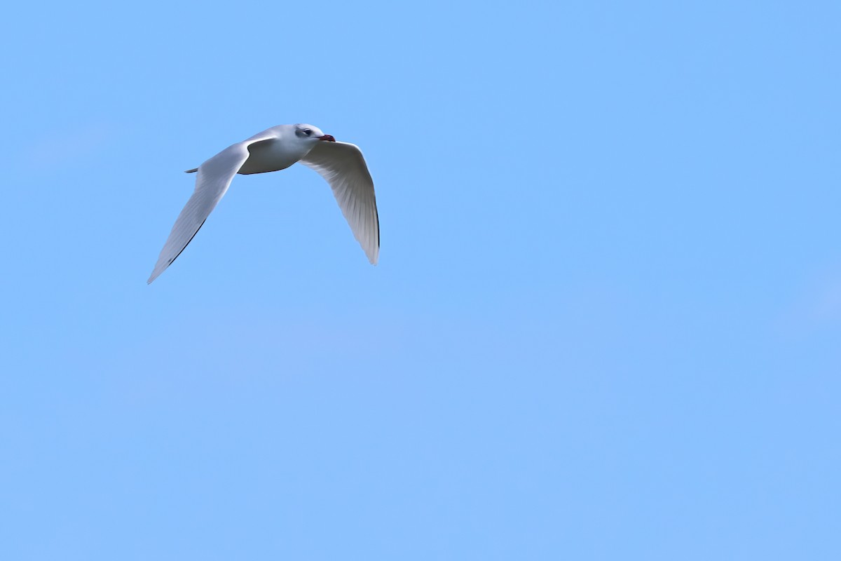 Mediterranean Gull - ML644365648