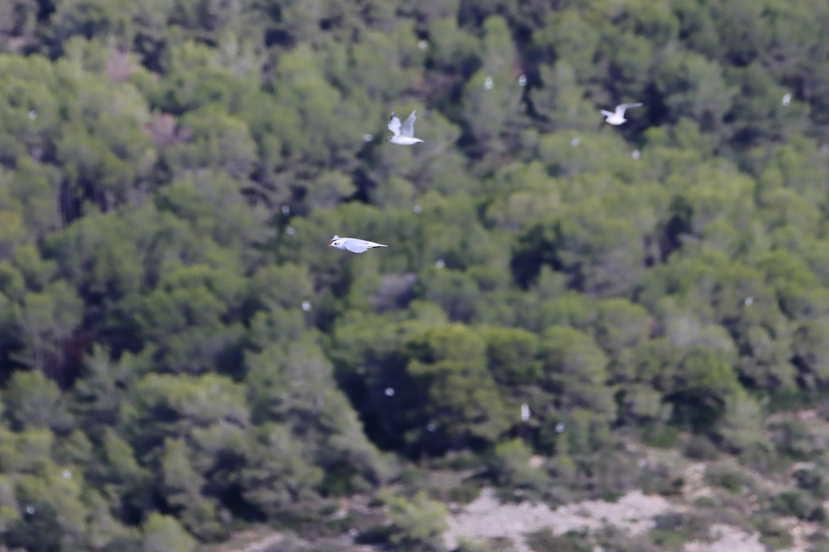 Mediterranean Gull - ML644365652