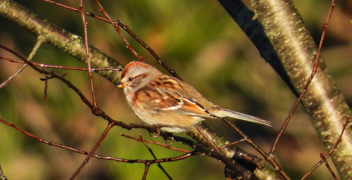 Пасовник північний - ML644365655