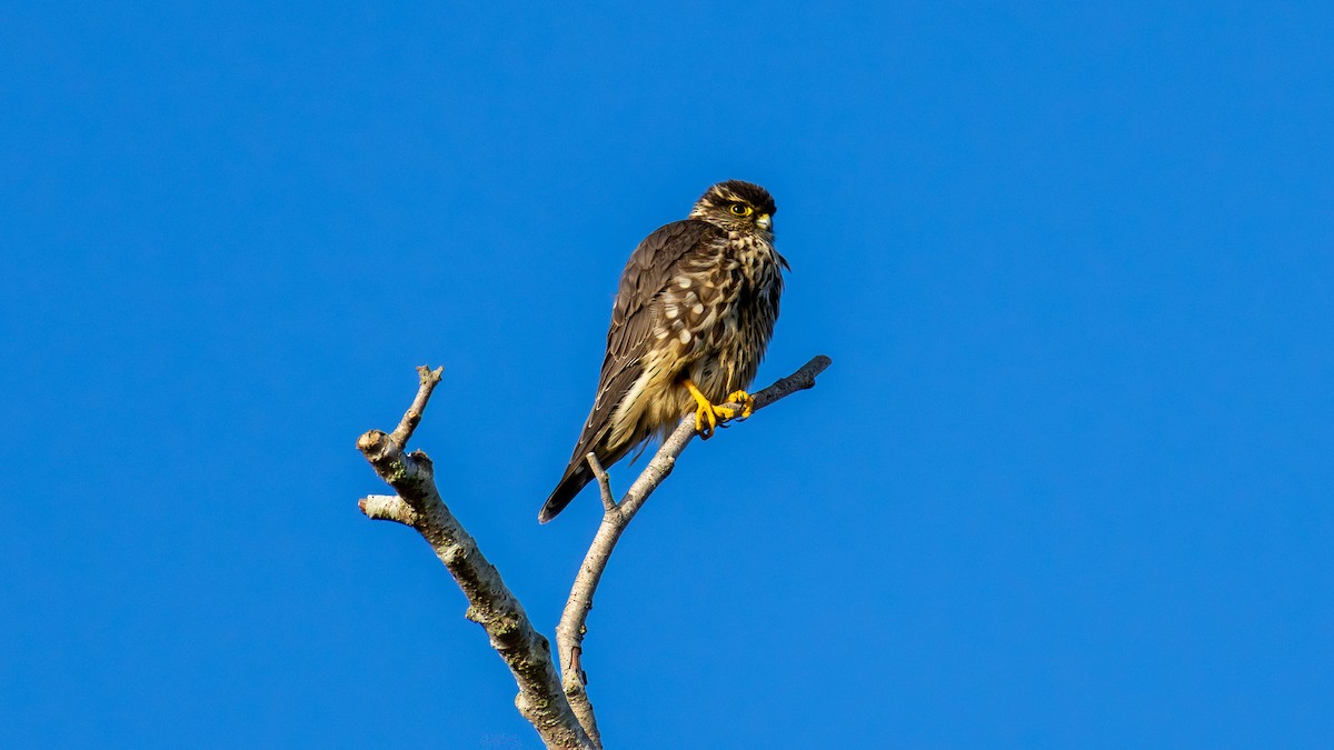 dvergfalk - ML644365682