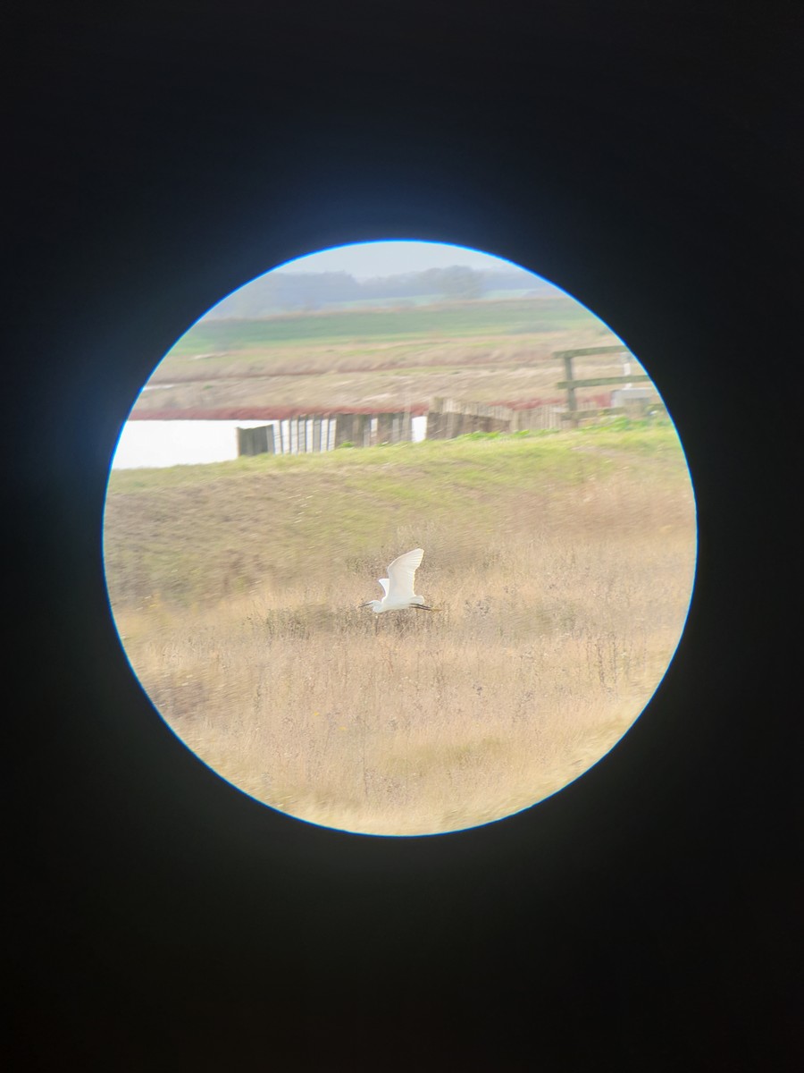 Little Egret - ML644365683