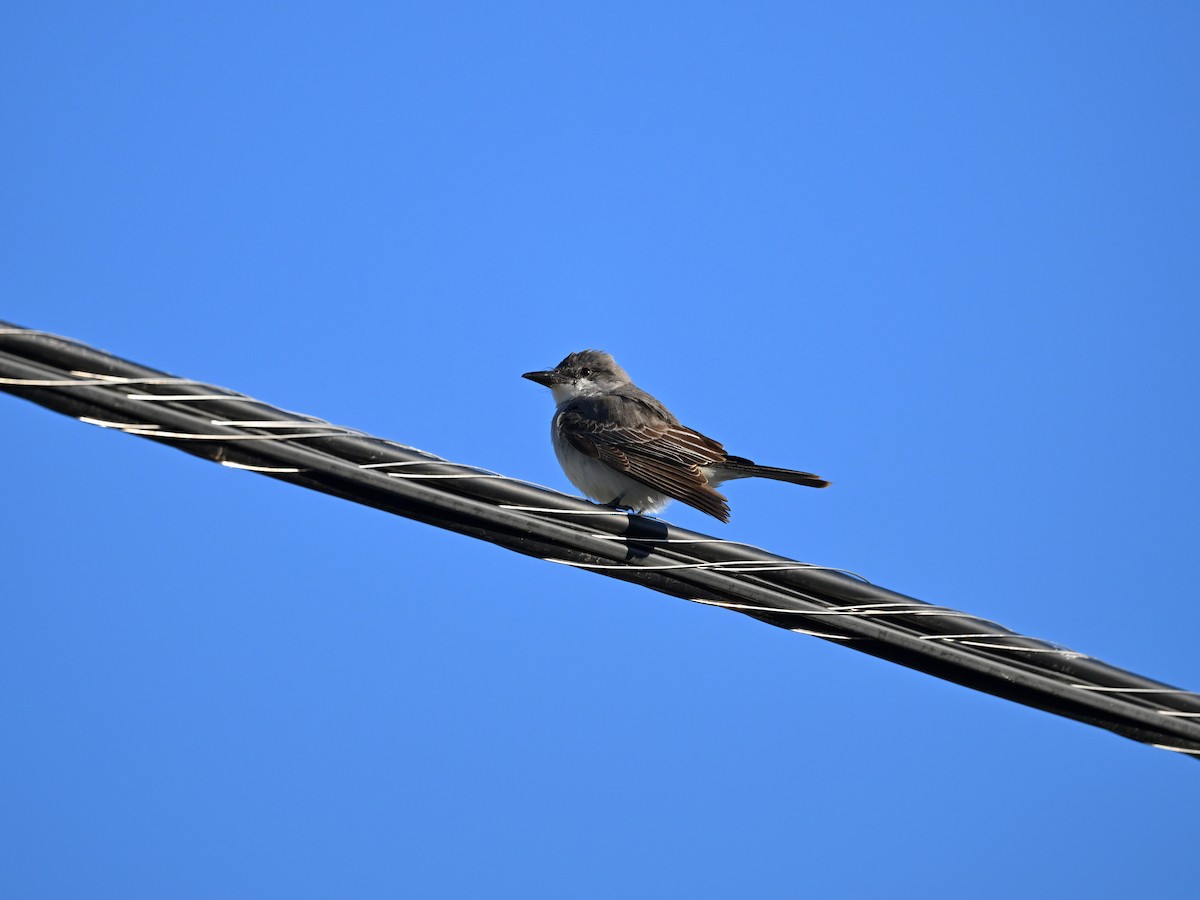 Gray Kingbird - ML644365684