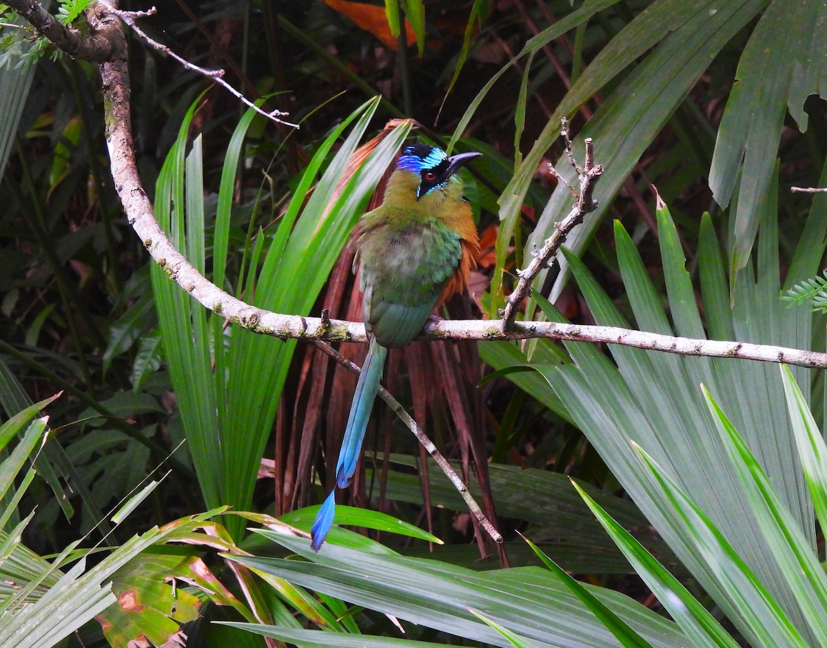 Whooping Motmot - ML644365686