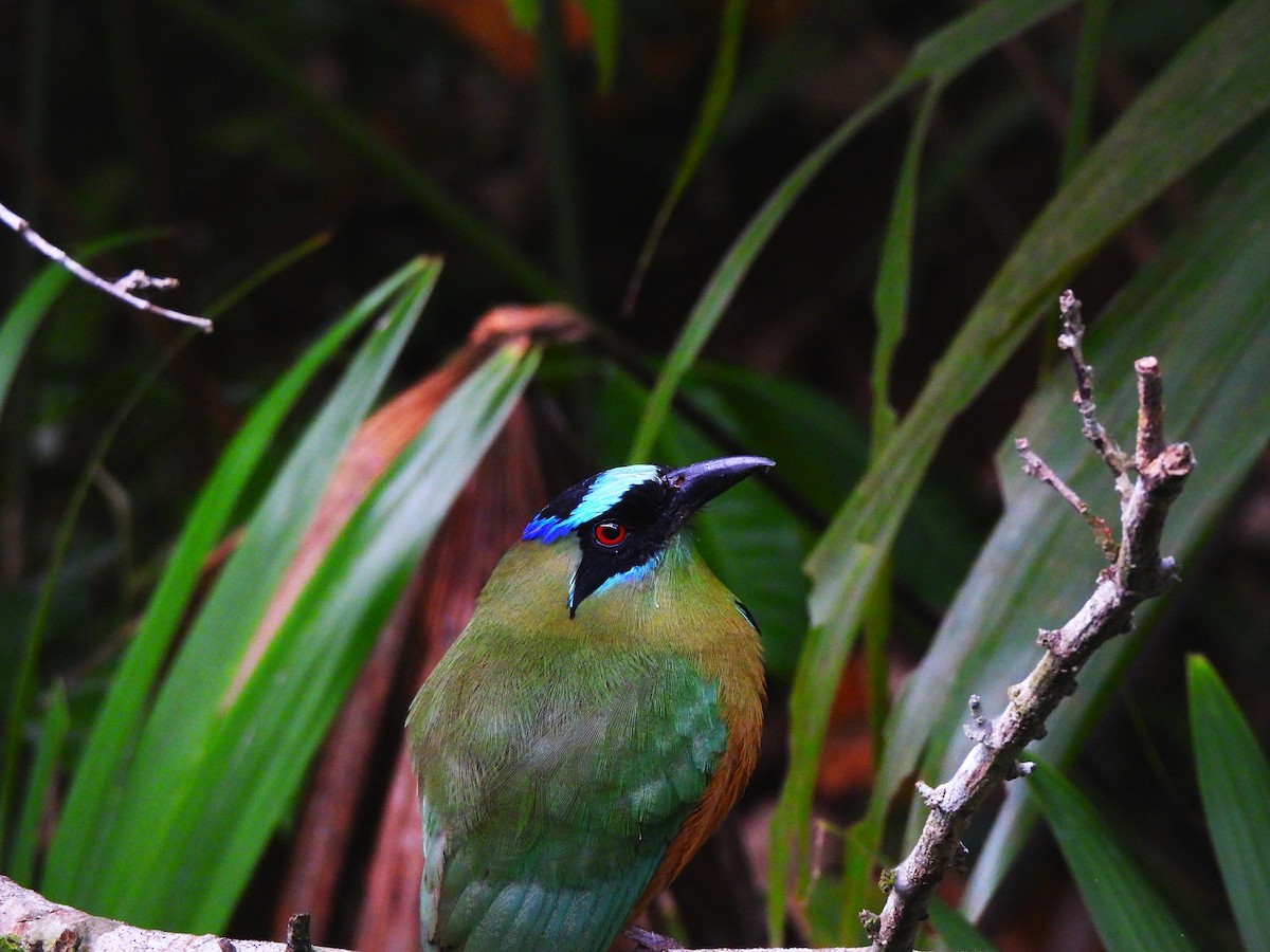 Whooping Motmot - ML644365687