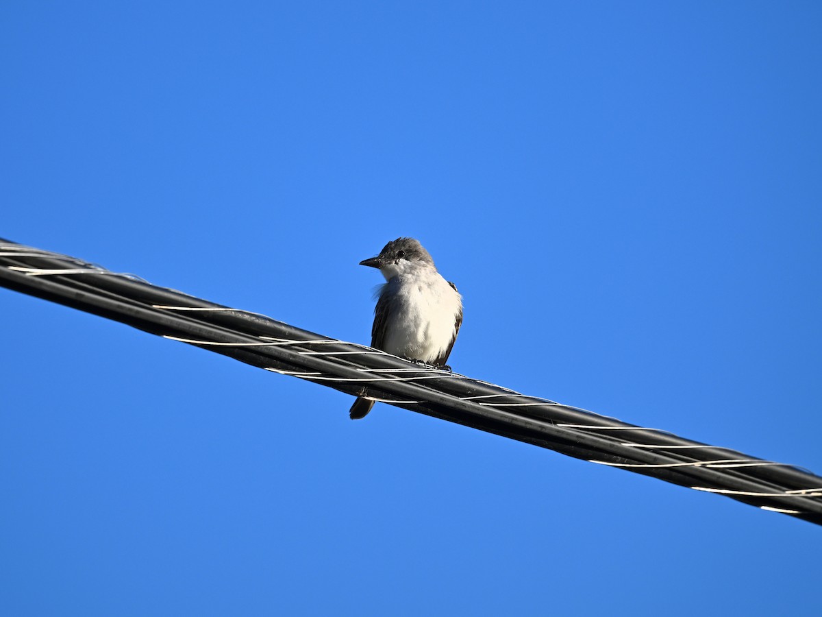 Gray Kingbird - ML644365689
