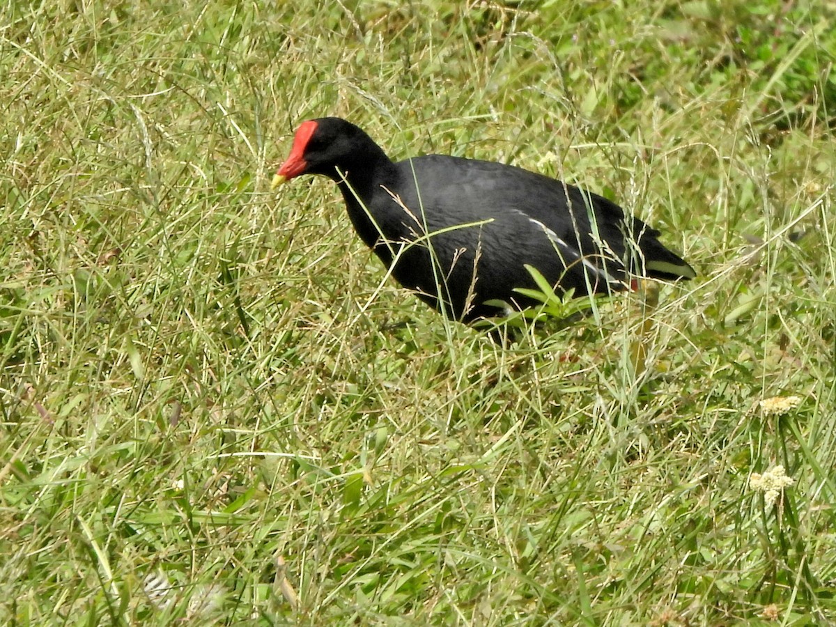Common Gallinule - ML644365692