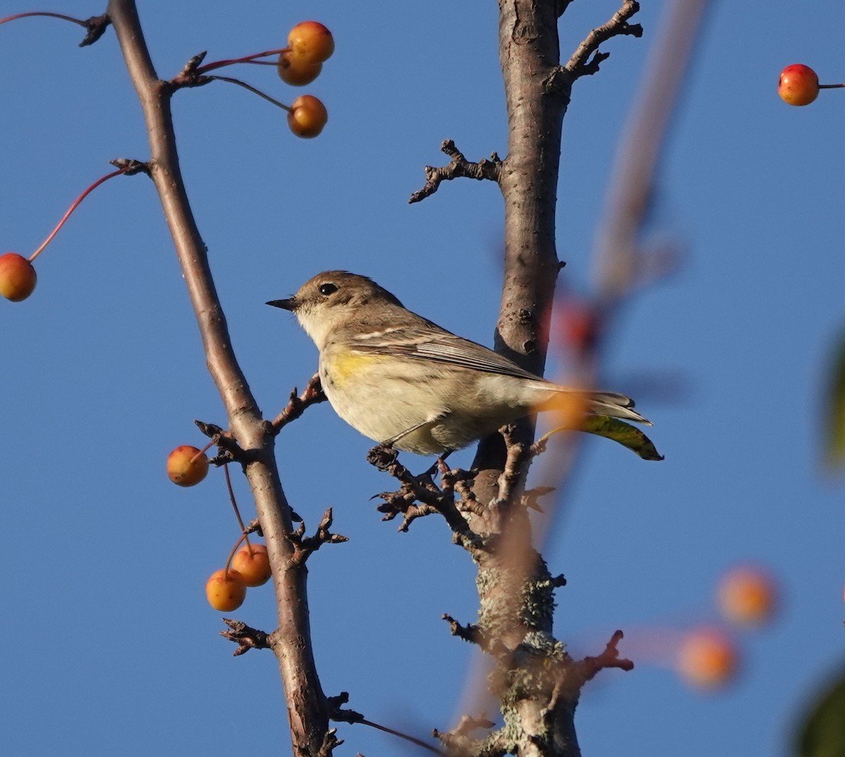 Taçlı Ötleğen - ML644365712