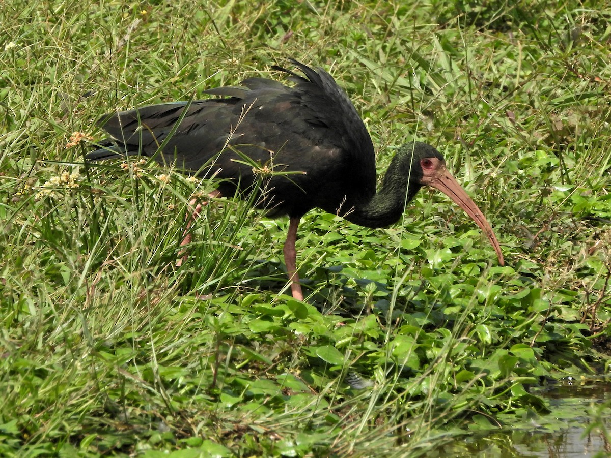 Bare-faced Ibis - ML644365714
