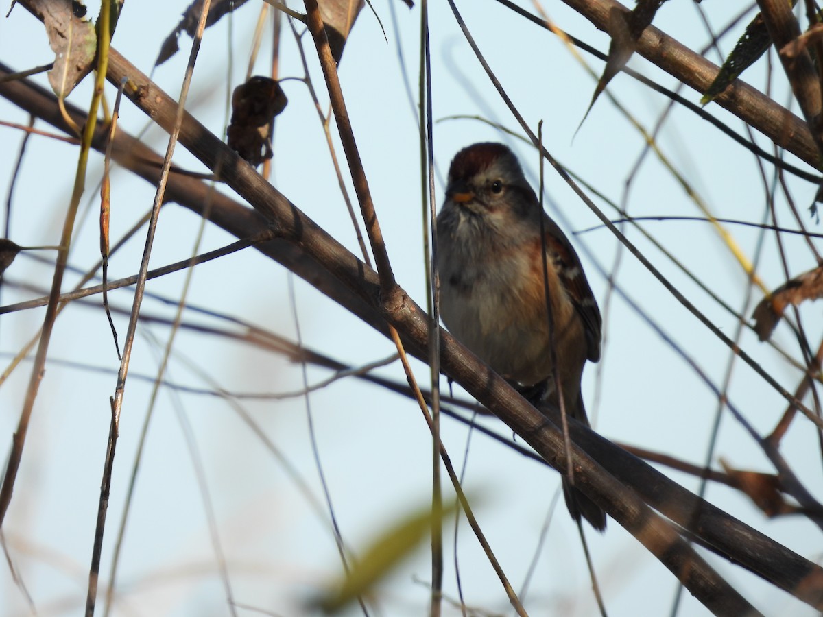 Пасовник північний - ML644365728