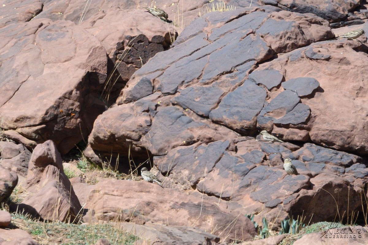 Rock Sparrow - ML644365732