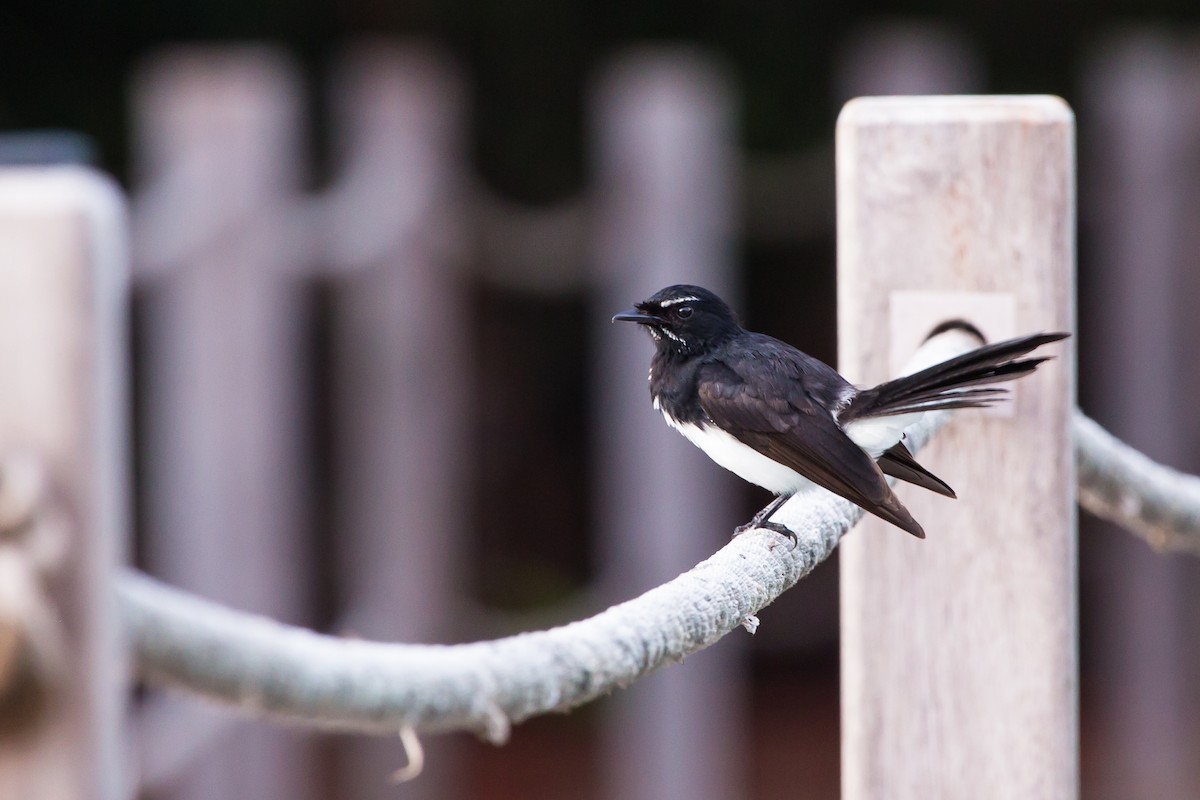 Willie-wagtail - ML644365736