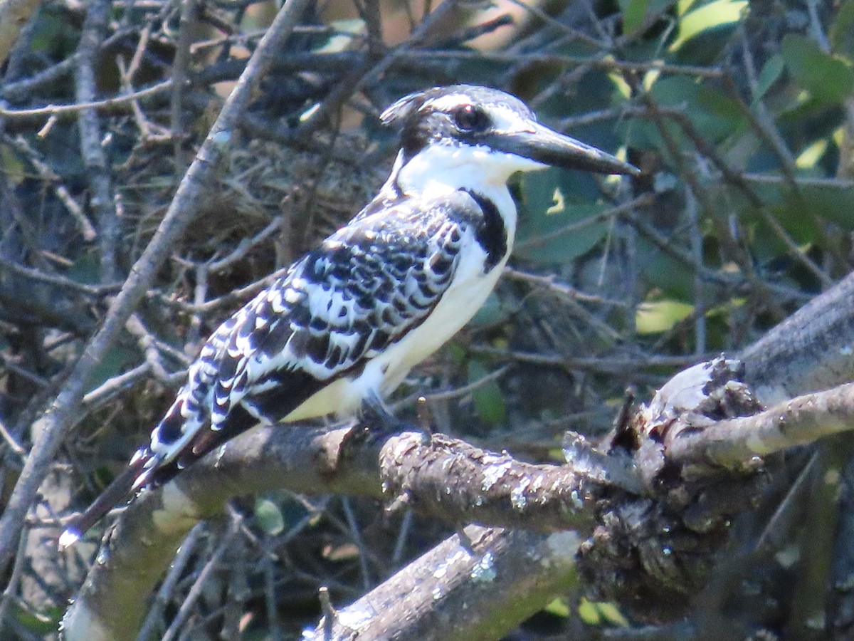 Рибалочка строкатий - ML644365737