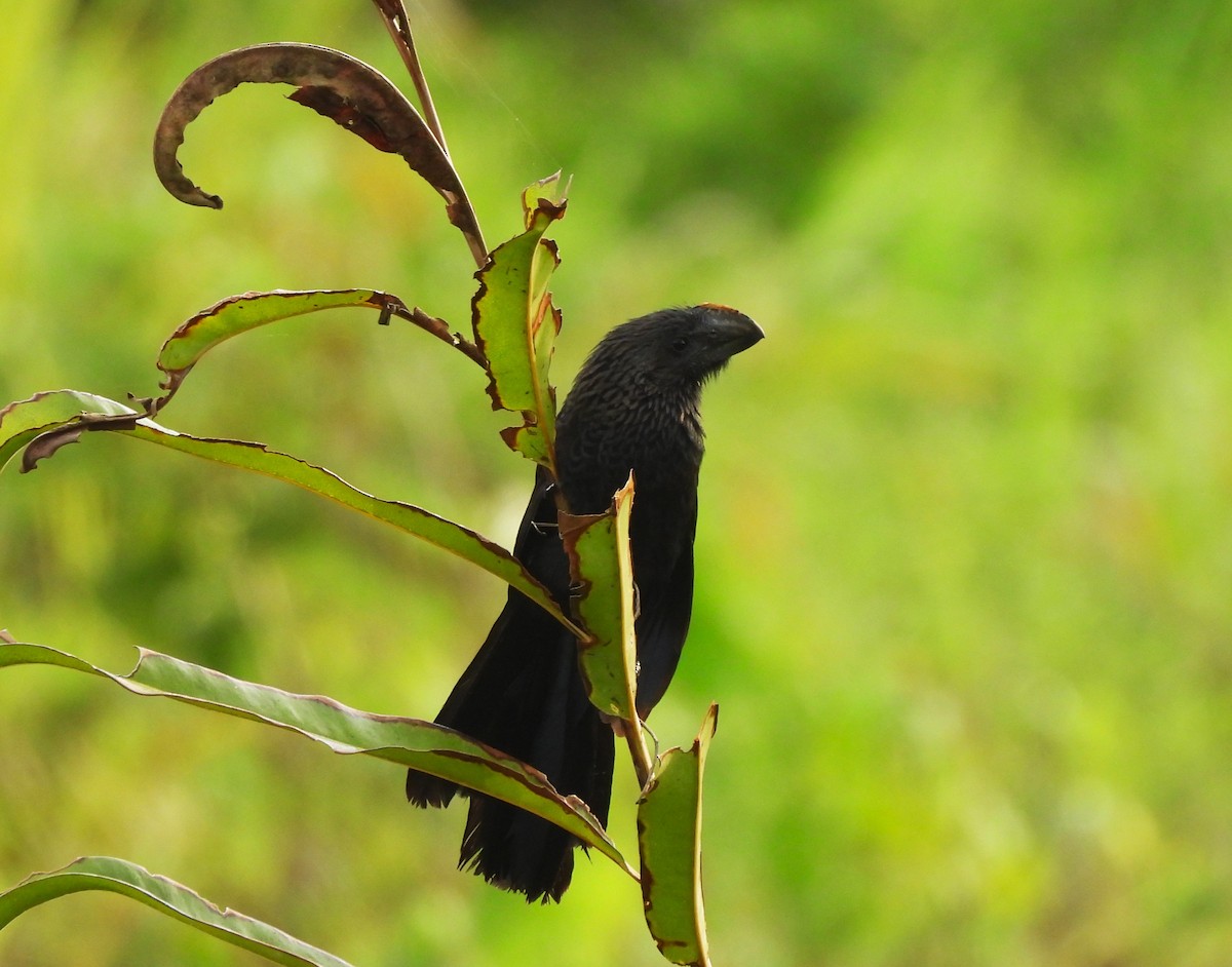 Ani à bec lisse - ML644365751