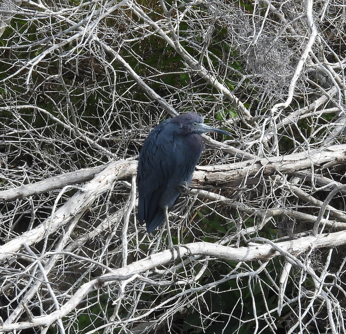 volavka modrošedá - ML644365755