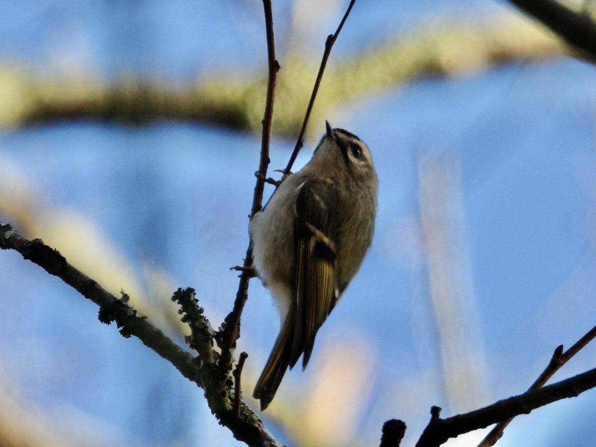 Golden-crowned Kinglet - ML644365757