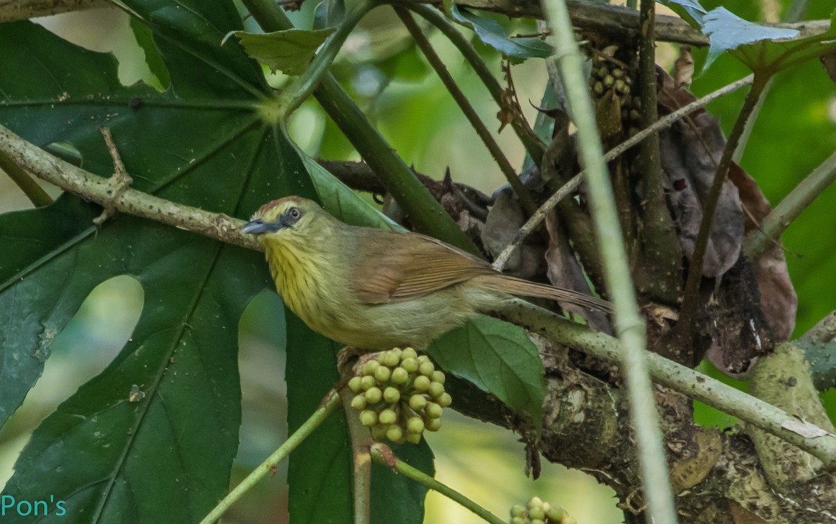 Timalie à gorge striée - ML644365769