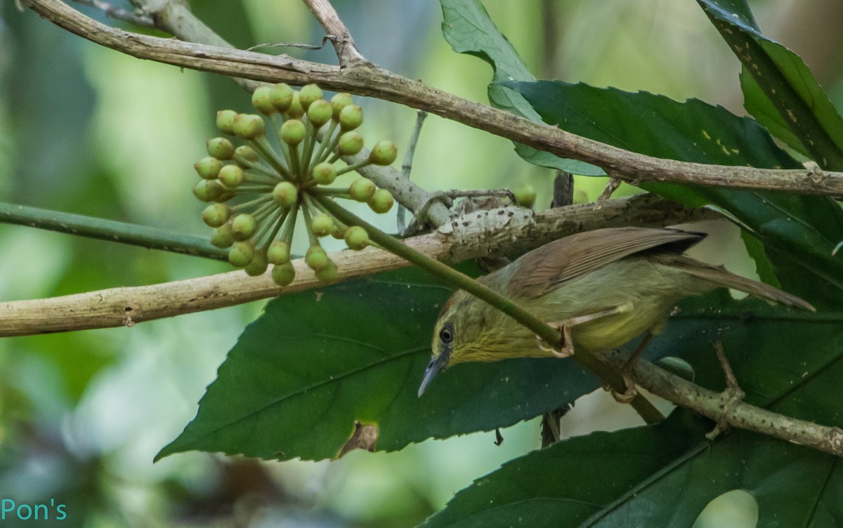 Timalie à gorge striée - ML644365770