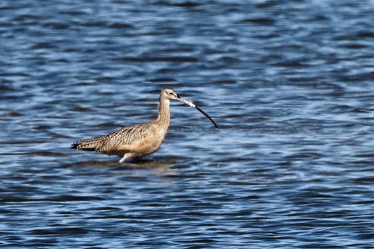 Long-billed Curlew - ML644365779