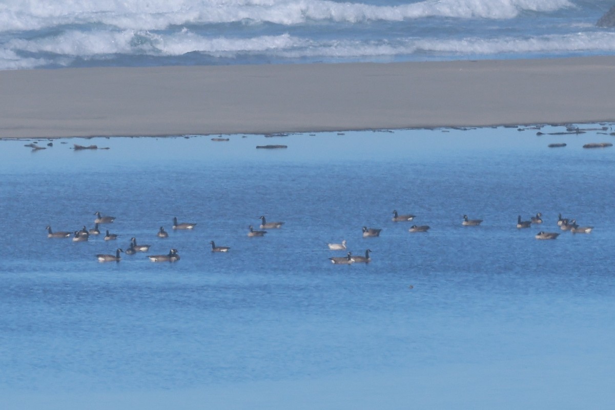 snøgås/eskimogås - ML644365782