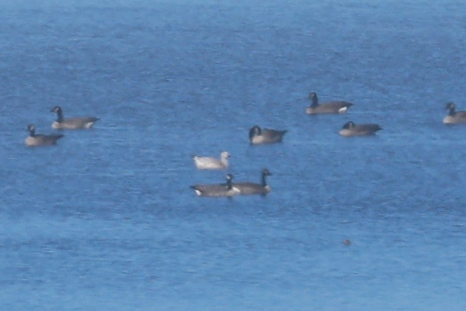 snøgås/eskimogås - ML644365790