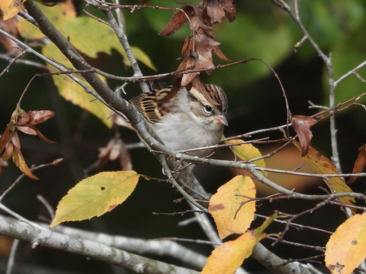 Chipping Sparrow - ML644365792