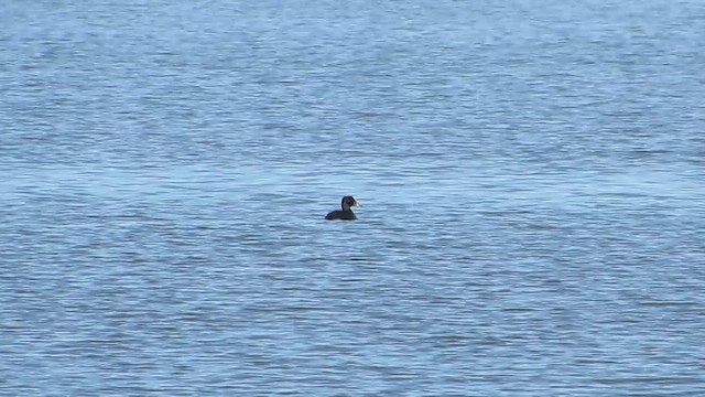 Surf Scoter - ML644365793