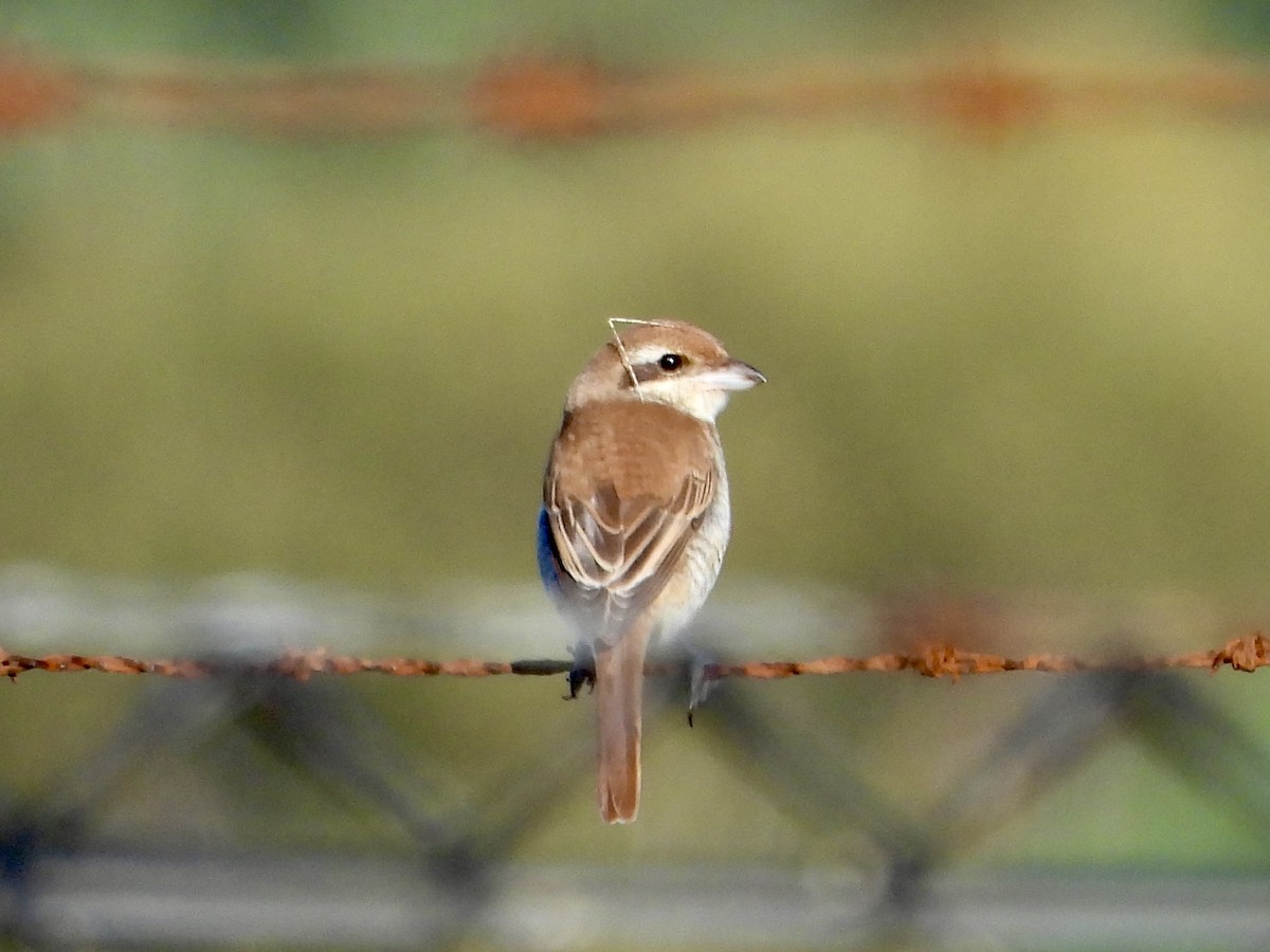 Brown Shrike - ML644365797
