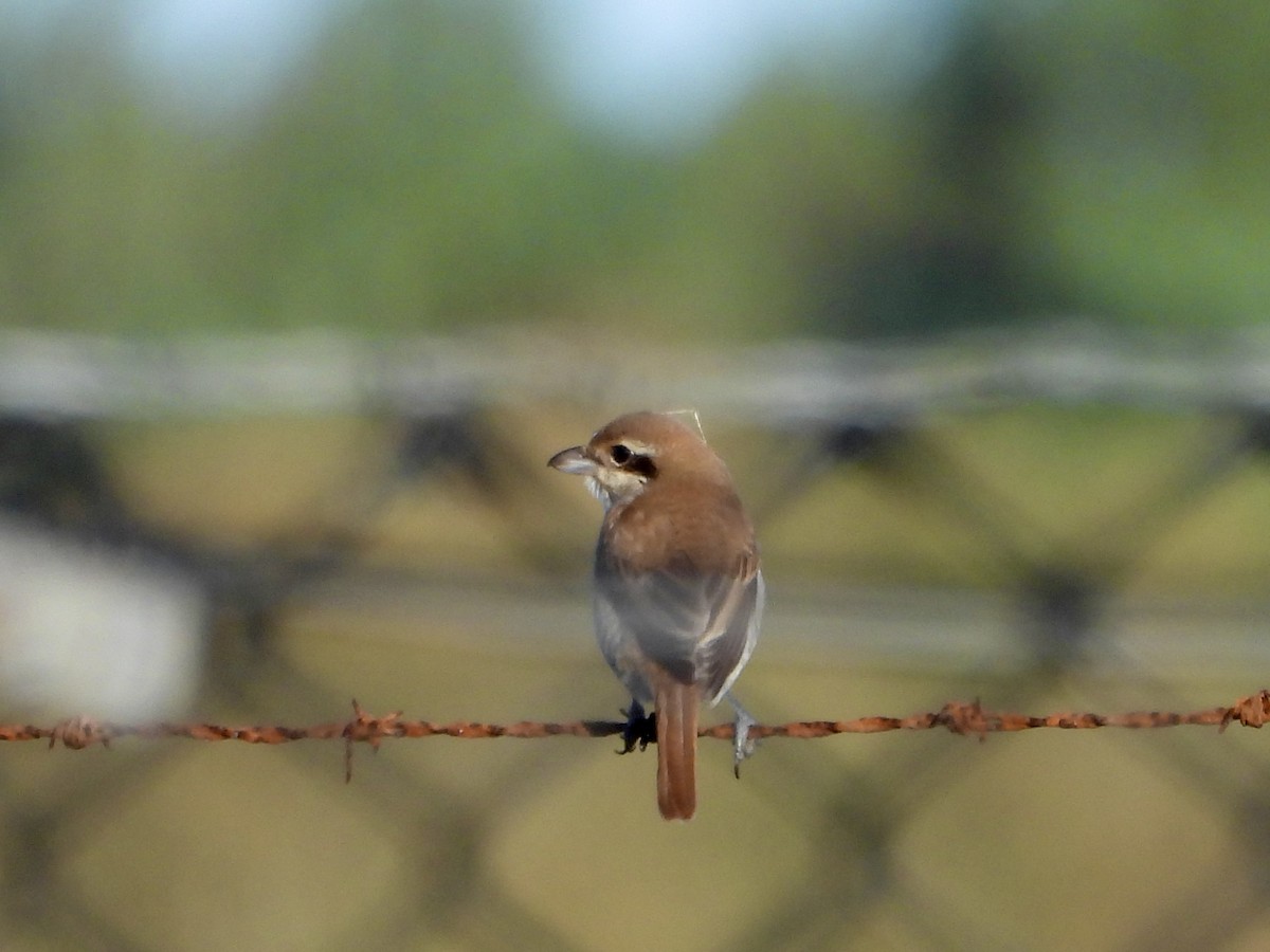 Brown Shrike - ML644365798