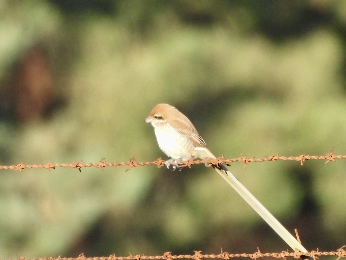 Brown Shrike - ML644365799