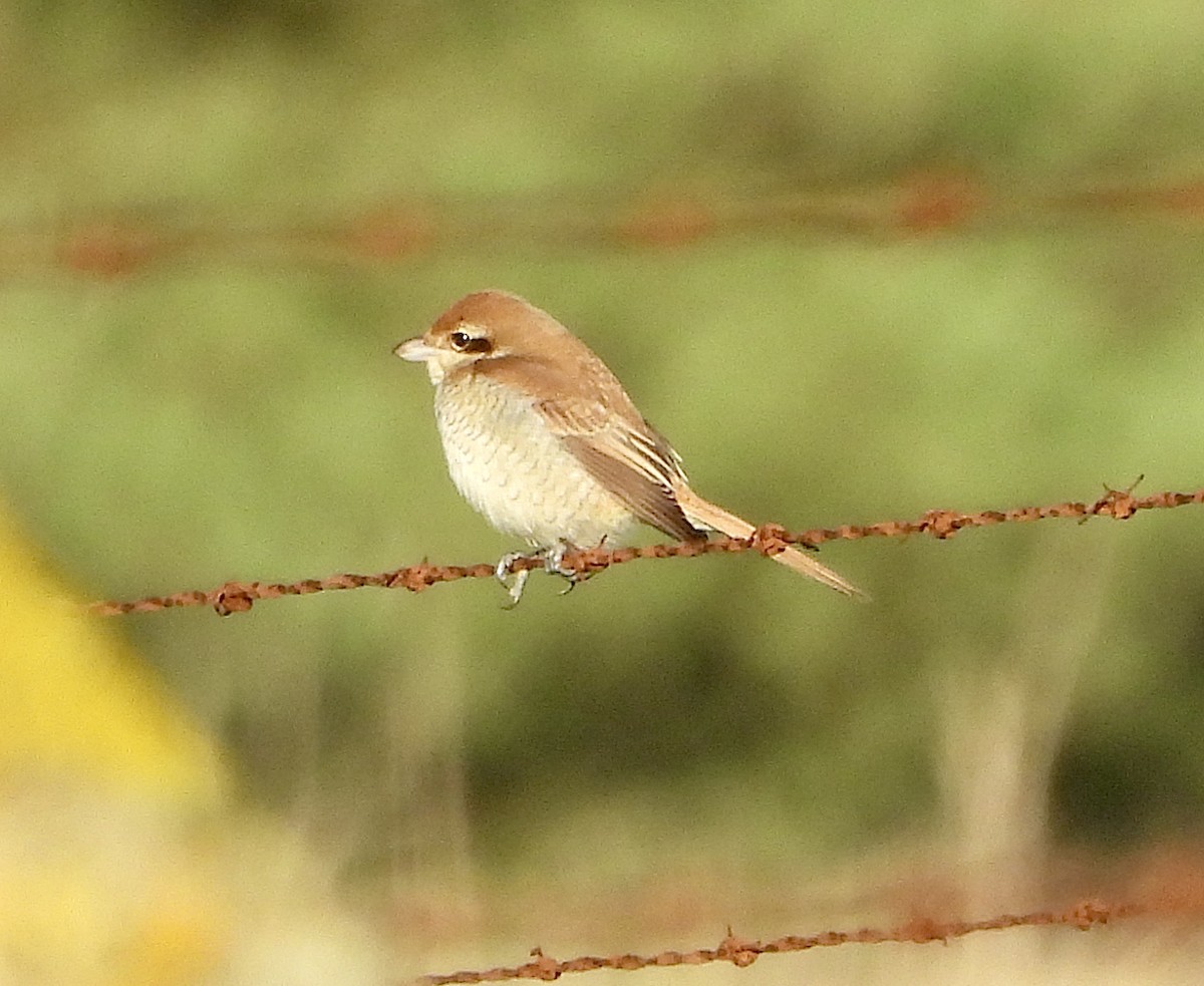 Brown Shrike - ML644365800