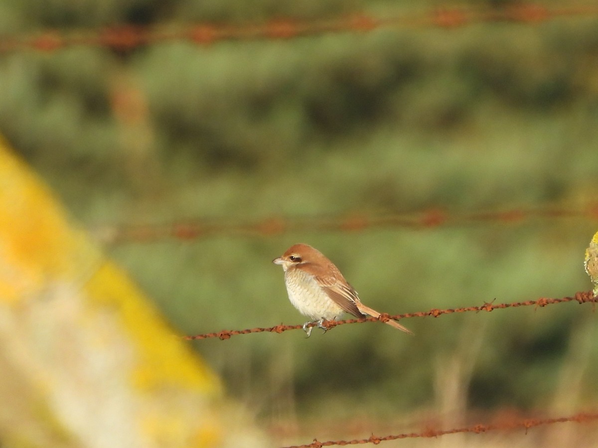 Brown Shrike - ML644365801