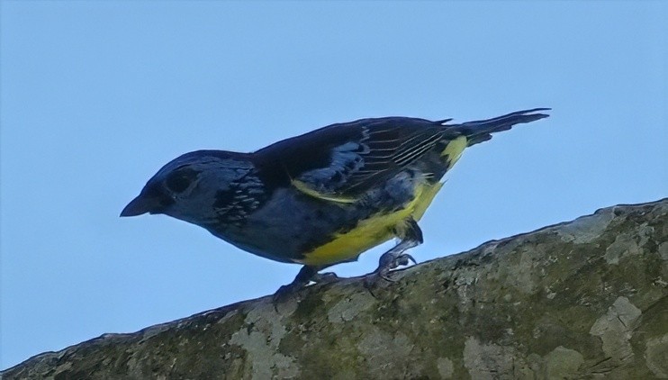 Turquoise Tanager - ML644365809