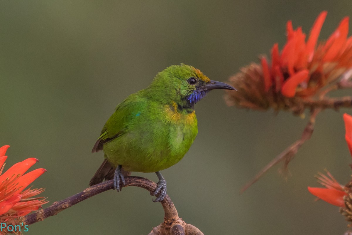 Golden-fronted Leafbird - ML644365819