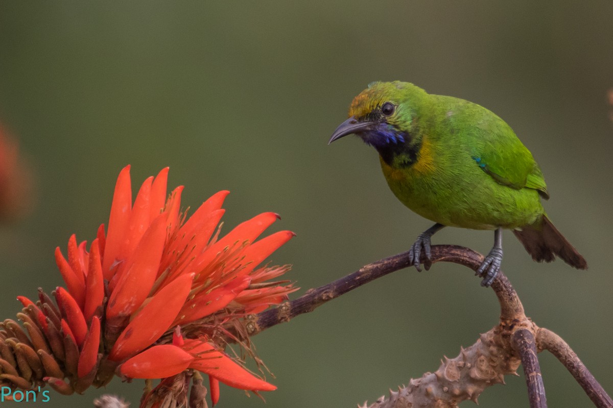 Golden-fronted Leafbird - ML644365820