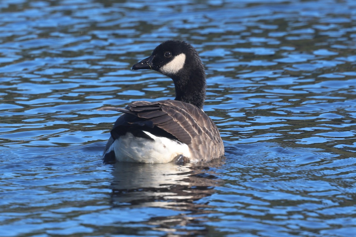 Canada Goose (canadensis Group) - ML644365823