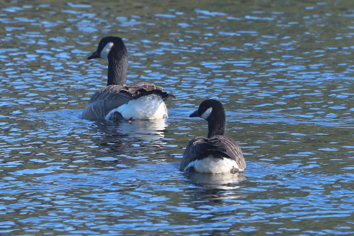 Canada Goose (canadensis Group) - ML644365824