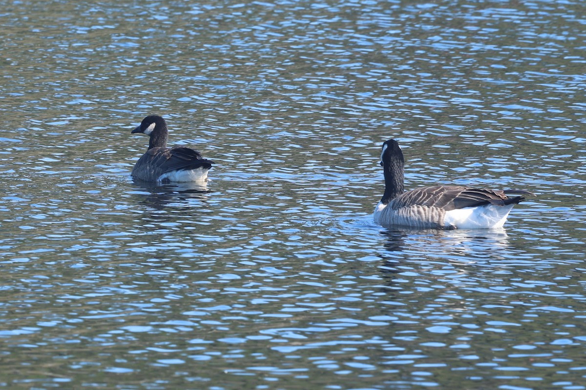 Canada Goose (canadensis Group) - ML644365825