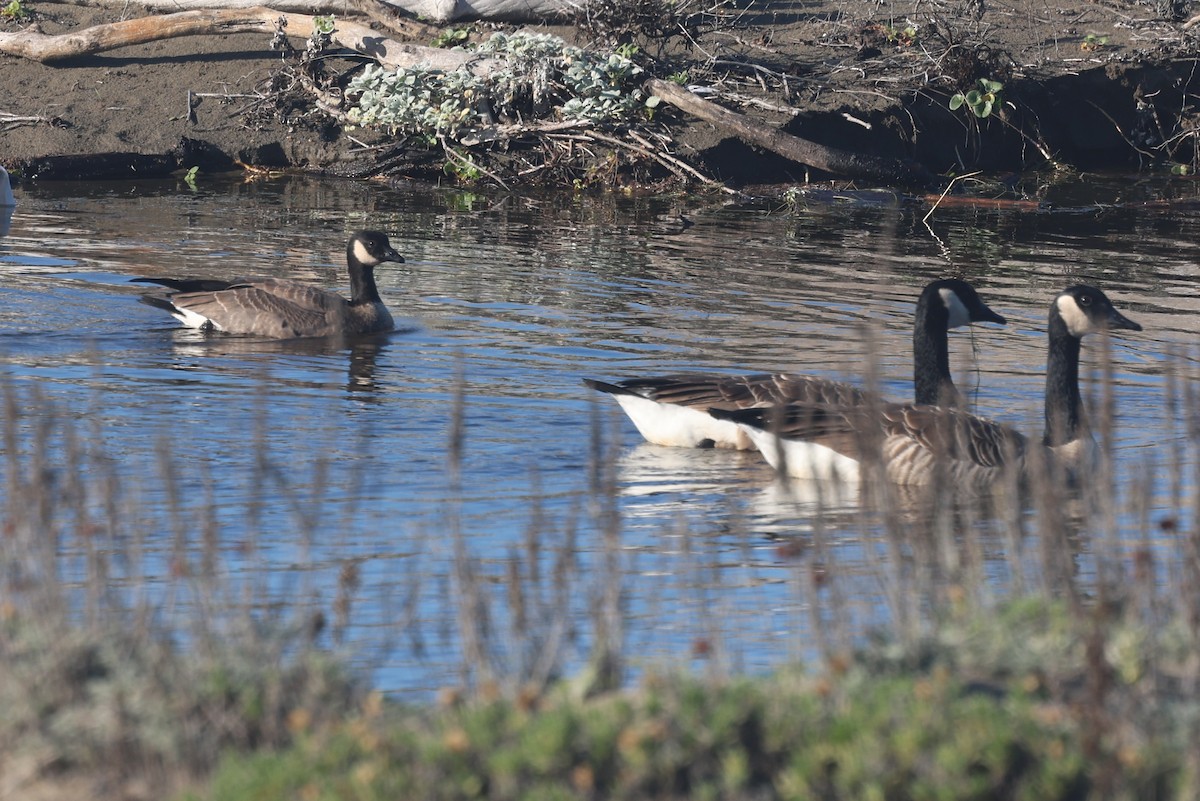 Canada Goose (canadensis Group) - ML644365826