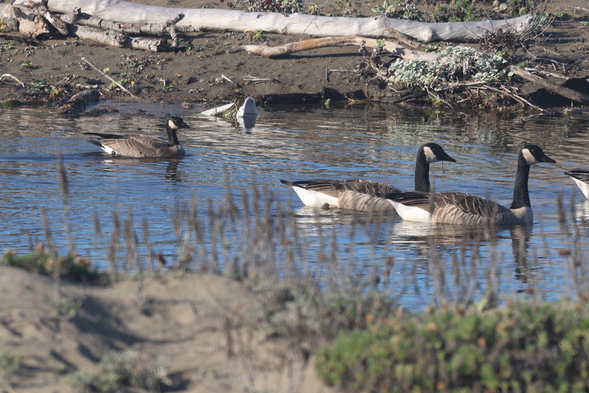 Canada Goose (canadensis Group) - ML644365827