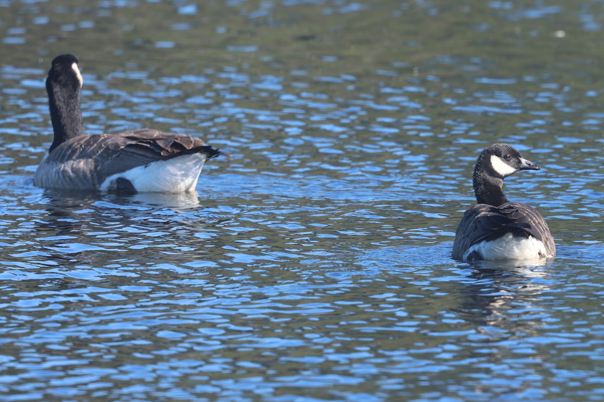 Canada Goose (canadensis Group) - ML644365828