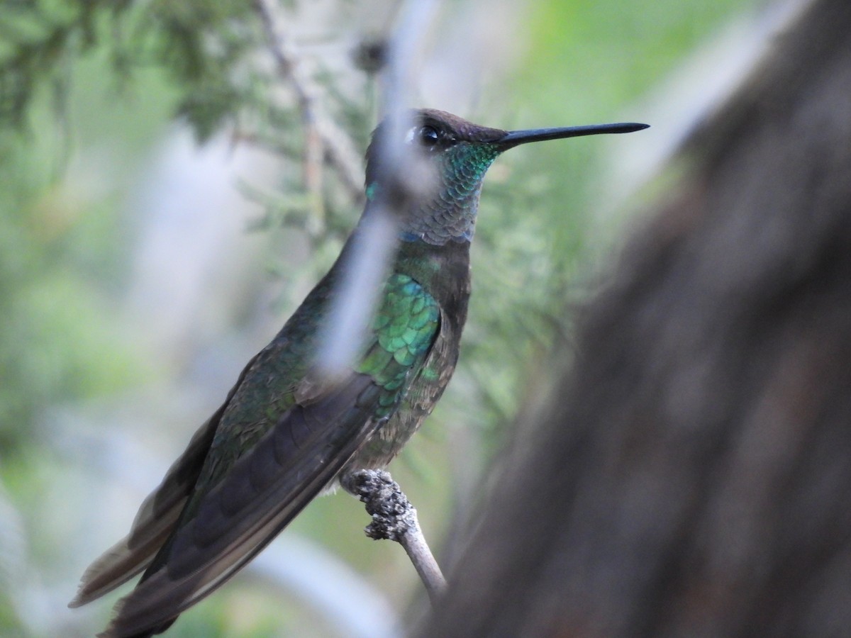 purpurissekolibri - ML644365835