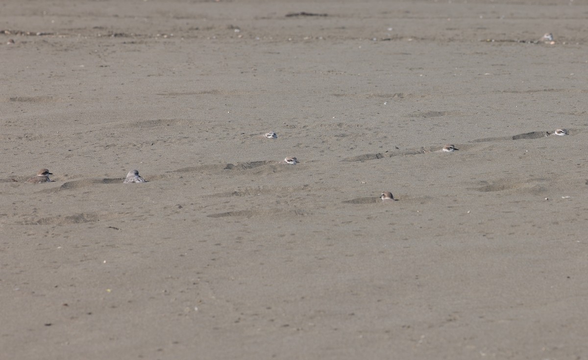 Snowy Plover - ML644365840