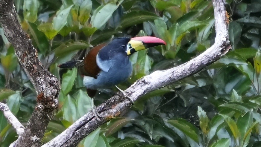 Toucan bleu - ML644365865