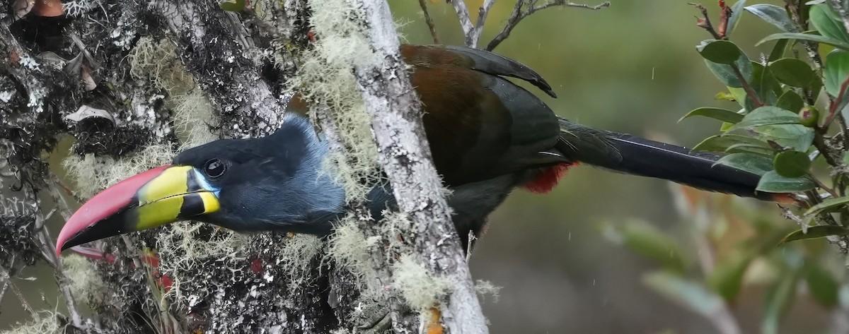 Toucan bleu - ML644365866