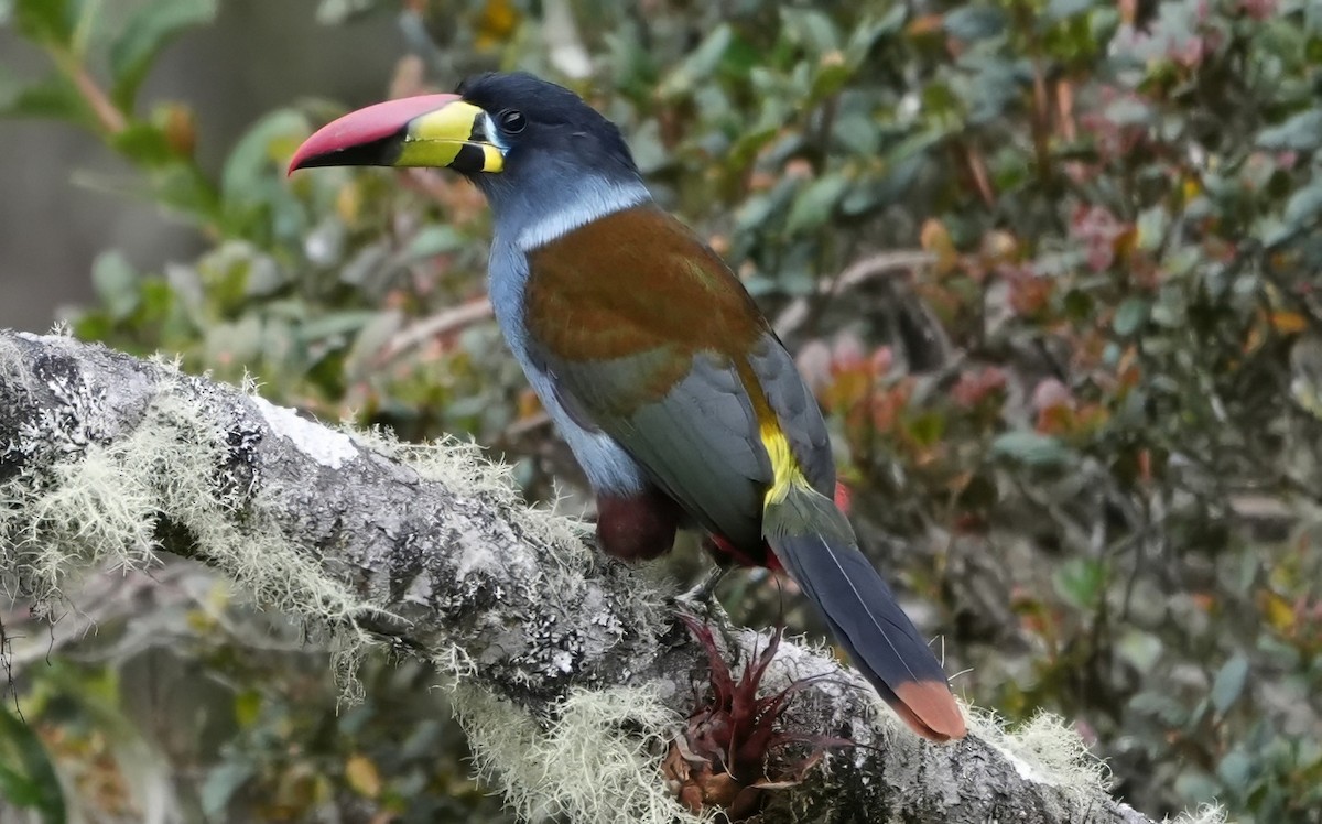 Toucan bleu - ML644365867